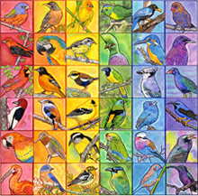 Birds Collage