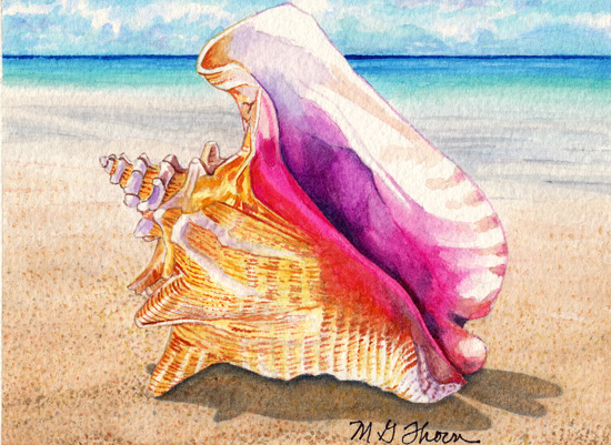 Queen Conch Seashell