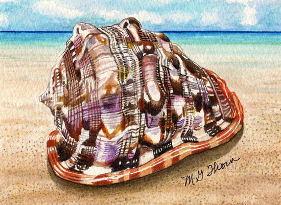 Helmet Seashell
