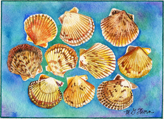 Scallops Seashells
